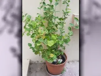 Plant  - Natural  - Green